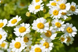 Image result for Tanacetum parthenium