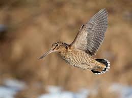 Attēlu rezultāti vaicājumam “Scolopax rusticola eggs”
