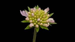 Attēlu rezultāti vaicājumam “Knautia arvensis bud”