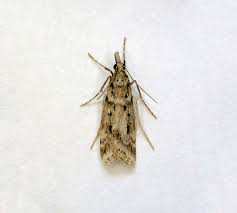 Attēlu rezultāti vaicājumam “Crambus pratella”