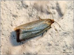 Attēlu rezultāti vaicājumam “Aphelia paleana”