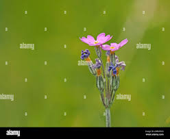 Attēlu rezultāti vaicājumam “Primula farinosa bud”