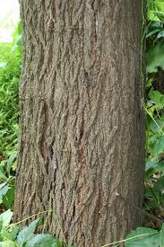 Attēlu rezultāti vaicājumam “Morus alba leaf”