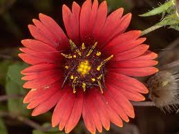 Image result for Gaillardia amblyodon