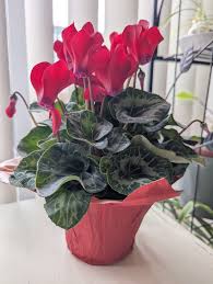 Image result for Cyclamen persicum