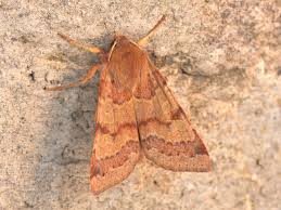 Attēlu rezultāti vaicājumam “Agrochola helvola”