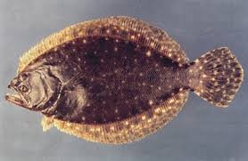 Image result for Paralichthys albigutta