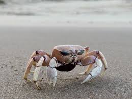 Attēlu rezultāti vaicājumam “Mucronella subtilis”