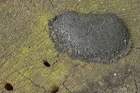 Attēlu rezultāti vaicājumam “Amaurochaete sp.”