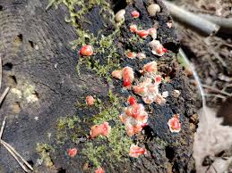 Attēlu rezultāti vaicājumam “Lycogala cf. oleocrystalliferum sessile”