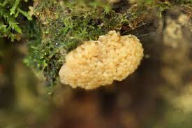 Attēlu rezultāti vaicājumam “Tubifera montana macro”