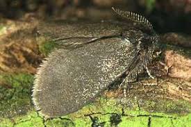 Attēlu rezultāti vaicājumam “Proutia betulina larva”