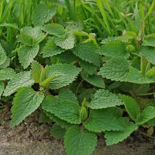 Attēlu rezultāti vaicājumam “Diderma montanum var. album stalked”