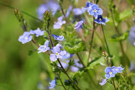 Attēlu rezultāti vaicājumam “Veronica chamaedrys bud”