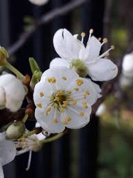Attēlu rezultāti vaicājumam “Prunus cerasifera var. divaricata flower”