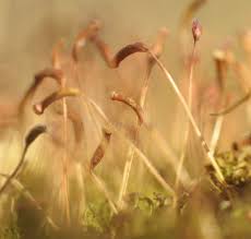 Attēlu rezultāti vaicājumam “Aulacomnium androgynum”