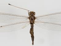 Attēlu rezultāti vaicājumam “Atylotus sp.”