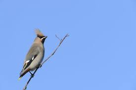 Attēlu rezultāti vaicājumam “Bombycilla garrulus adult”
