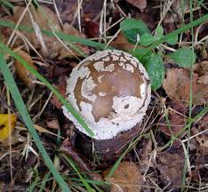 Attēlu rezultāti vaicājumam “Amanita excelsa”