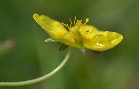 Attēlu rezultāti vaicājumam “Trichia erecta macro”