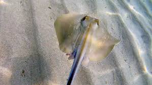 Image result for Dasyatis pastinaca