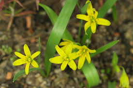 Attēlu rezultāti vaicājumam “Gagea lutea”