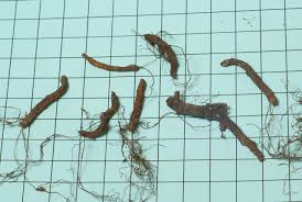 Attēlu rezultāti vaicājumam “Anemone ranunculoides bud”