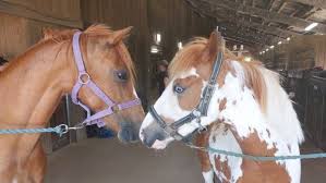 Image result for Porlock Vale Riding School