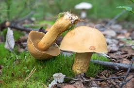 Attēlu rezultāti vaicājumam “Suillus variegatus”