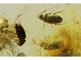 Attēlu rezultāti vaicājumam “Leiodidae larva”