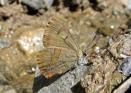 Attēlu rezultāti vaicājumam “Thecla betulae female”