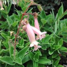 Image result for Sinningia