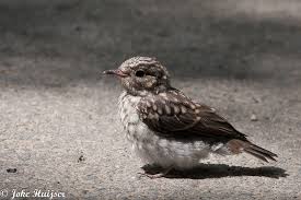 Attēlu rezultāti vaicājumam “Muscicapa striata juvenile”