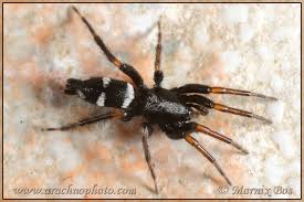 Attēlu rezultāti vaicājumam “Gnaphosidae”