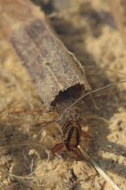 Attēlu rezultāti vaicājumam “Phryganeidae”