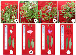 Image result for Impatiens balsamina