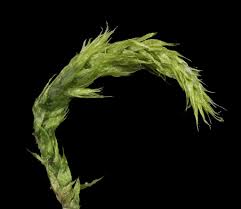 Attēlu rezultāti vaicājumam “Brachythecium campestre”