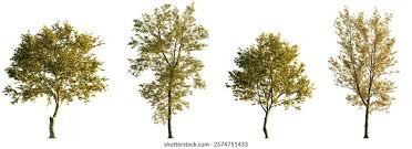 Attēlu rezultāti vaicājumam “Populus x canadensis fruit”