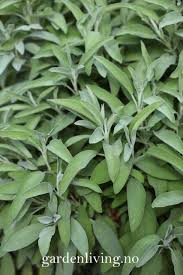 Image result for Salvie