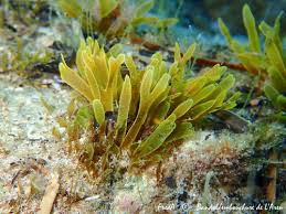 Attēlu rezultāti vaicājumam “Dictydiaethaliaceae”