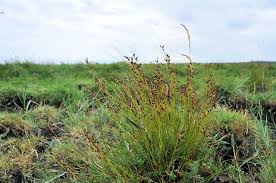 Attēlu rezultāti vaicājumam “Juncus gerardii”