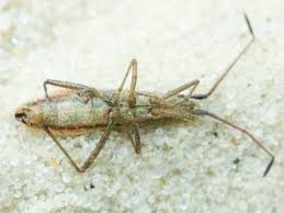 Attēlu rezultāti vaicājumam “Myrmus miriformis”