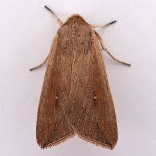 Attēlu rezultāti vaicājumam “Mythimna sp.”