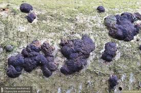 Attēlu rezultāti vaicājumam “Hypoxylon multiforme”