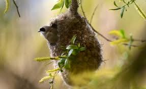 Attēlu rezultāti vaicājumam “Remiz pendulinus nest”