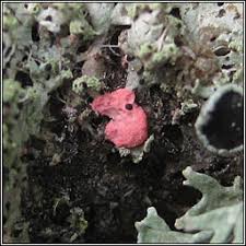 Attēlu rezultāti vaicājumam “Illosporiopsis christiansenii”