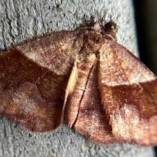 Attēlu rezultāti vaicājumam “Plagodis pulveraria”