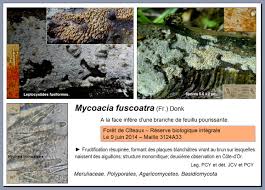 Attēlu rezultāti vaicājumam “Mycoacia fuscoatra”