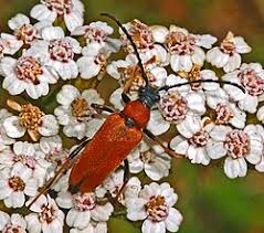 Attēlu rezultāti vaicājumam “Leptura rubra”
