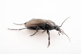 Attēlu rezultāti vaicājumam “Carabus hortensis”
